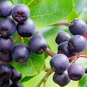 Acai berry