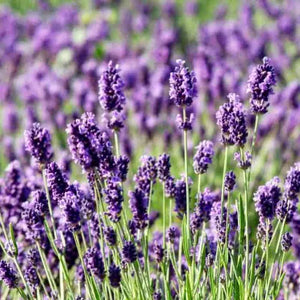 Lavender