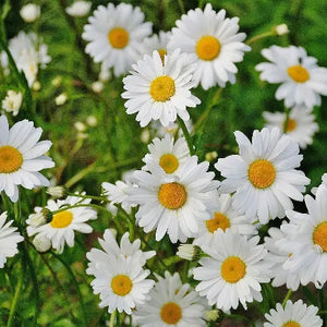 Daisy flower