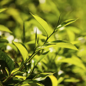 Green tea
